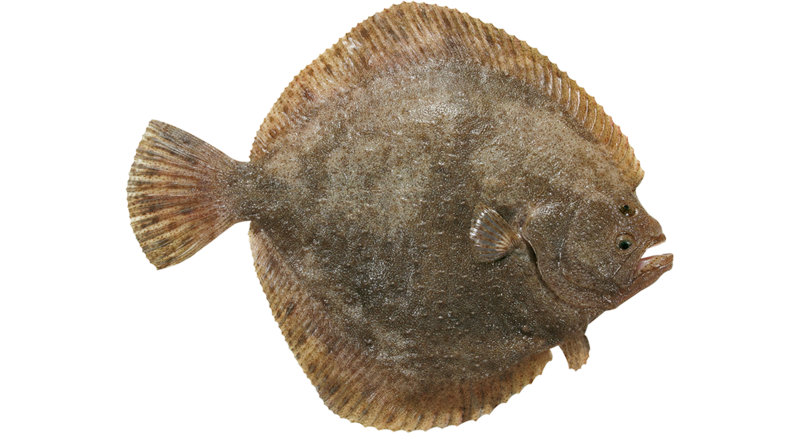 File:20260129085049!20241223100716!chunkedupload 5eadbaea7e8f.png